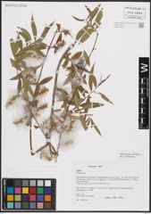 Foto von Salix excelsa S. G. Gmel.